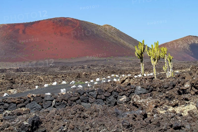 Canary Island spurge (Euphorbia canariensis) in front of red volcanic cone