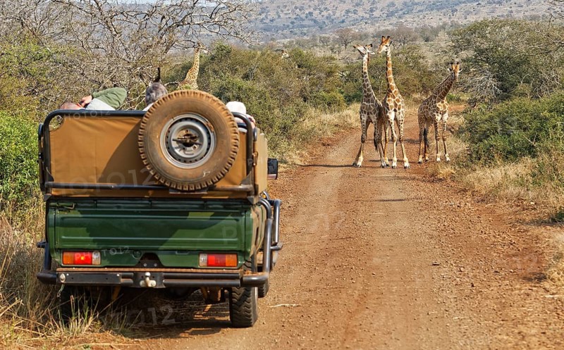 Three young Southern giraffes (Giraffa camelopardalis giraffa)