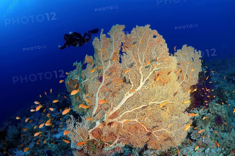 Venus sea fan (Gorgonia flabellum)