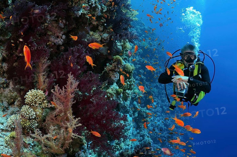Diver looking at coral reef
