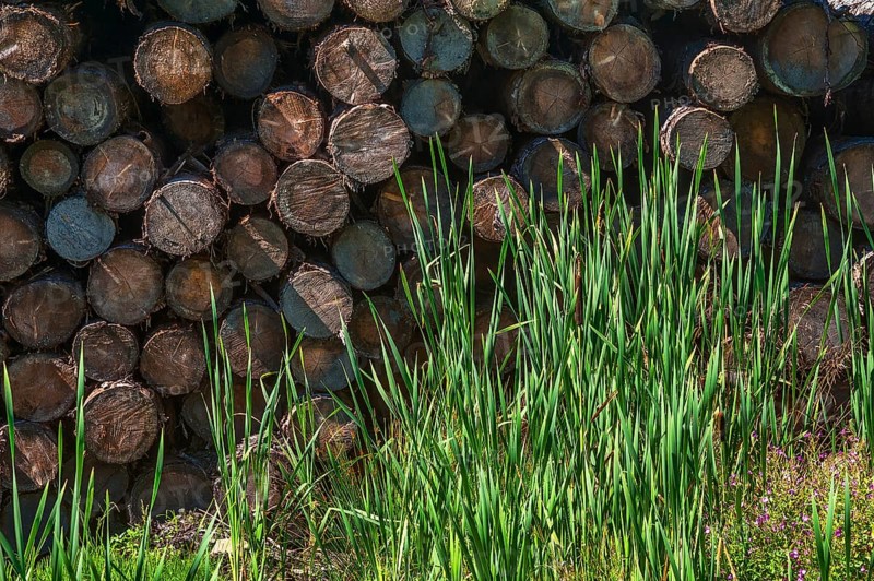 Stacked logs
