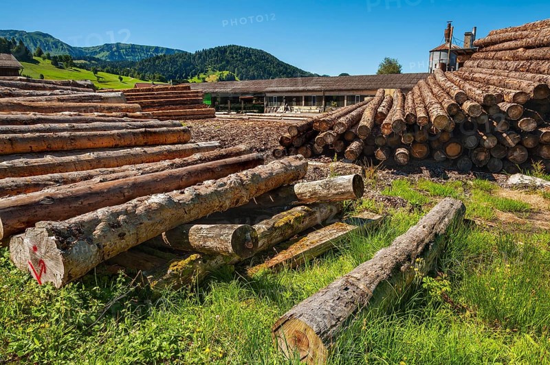 Stacked peeled logs