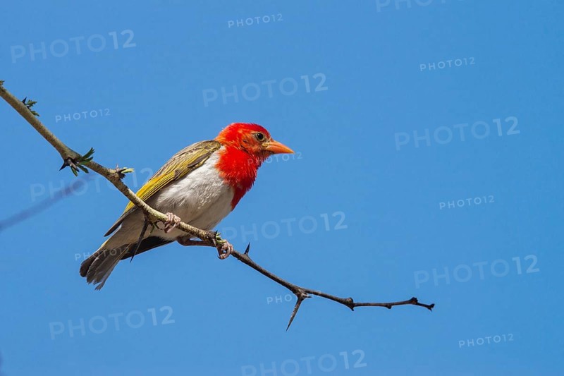 Red-headed weaver (Anaplectes rubriceps)