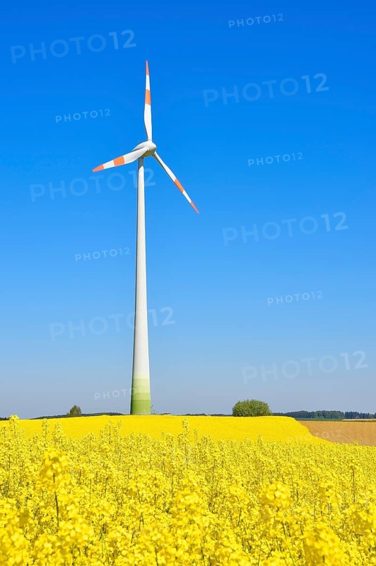 Wind turbine with rape field