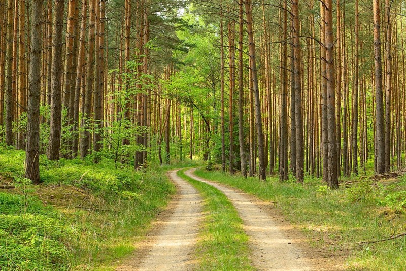 trail through pine forest