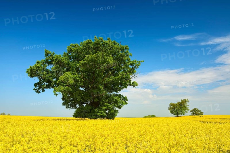 Blooming rape field with old solitary oaks under a blue sky