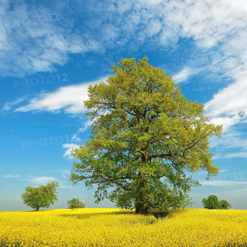 Blooming rape field with old solitary oaks