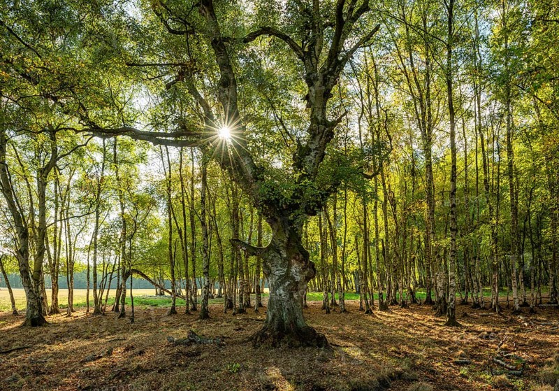 Birch forest with gnarled old birch (Betula)