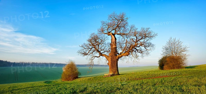 Old gnarled Oak (Quercus)