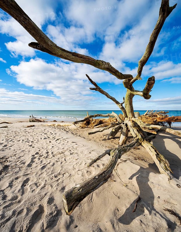 Uprooted tree on the beach of the Baltic Sea