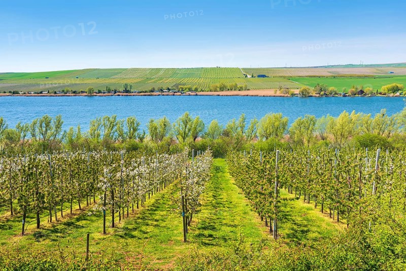 View over cherry plantation