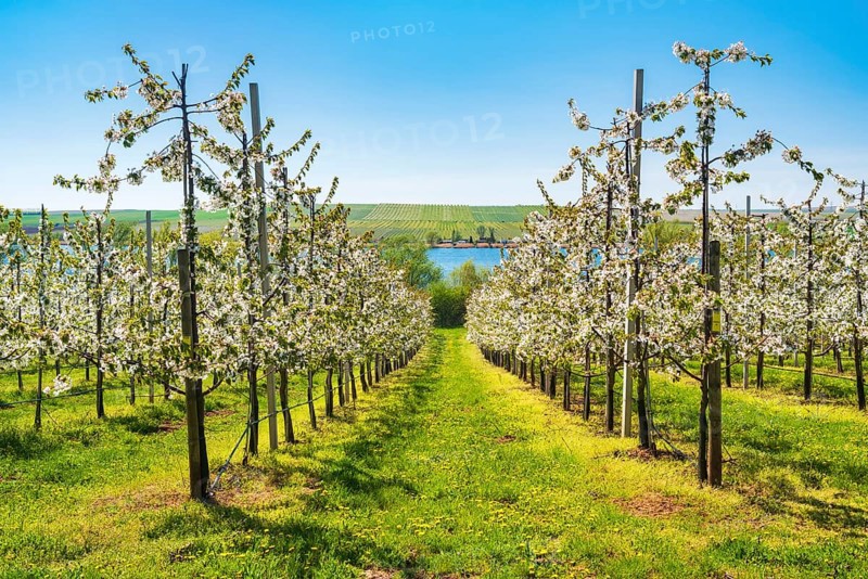 Fruit growing