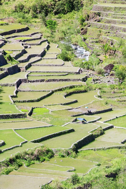Hapao rice terraces