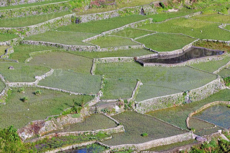 Hapao rice terraces