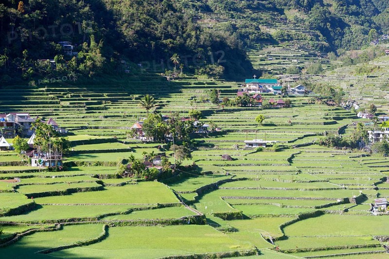 Hapao rice terraces
