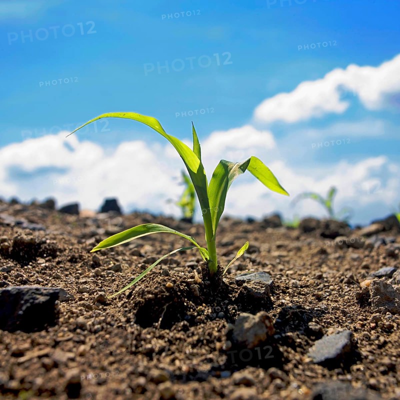 Corn seedling