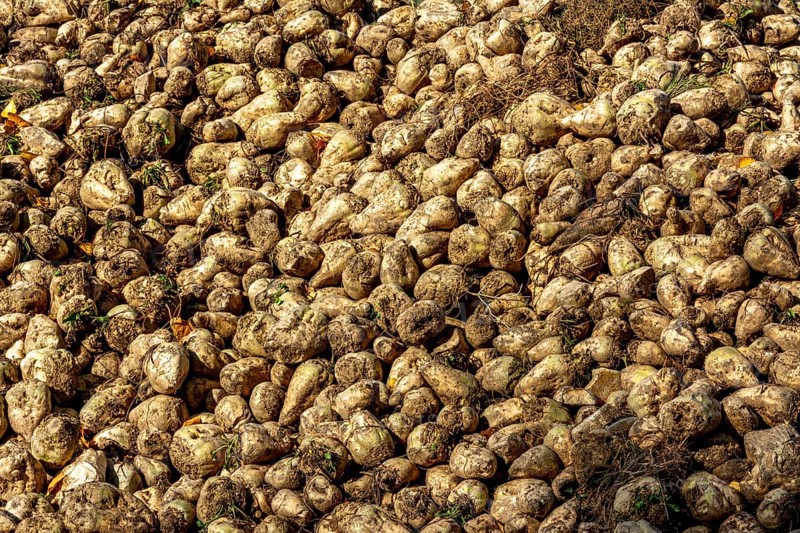 Pile of sugar beet newly harvested in a field