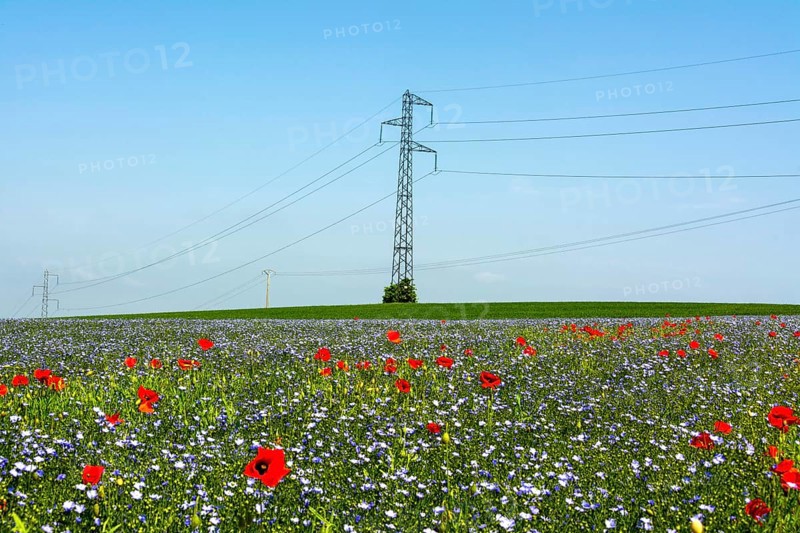Power pylon in a field of poppies (Papaver) and flax field (Linum) in flower