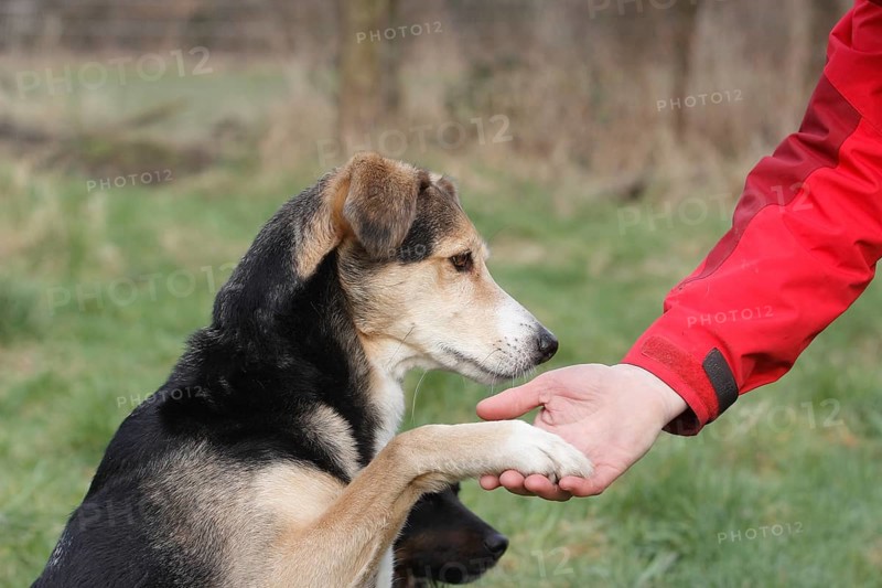 Mongrel giving paw