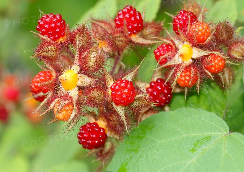 Unripe and ripe fruits on a bush