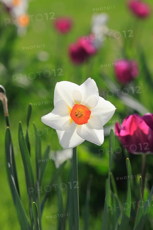 White Daffodil (Narcissus) between pink tulips (Tulipa)