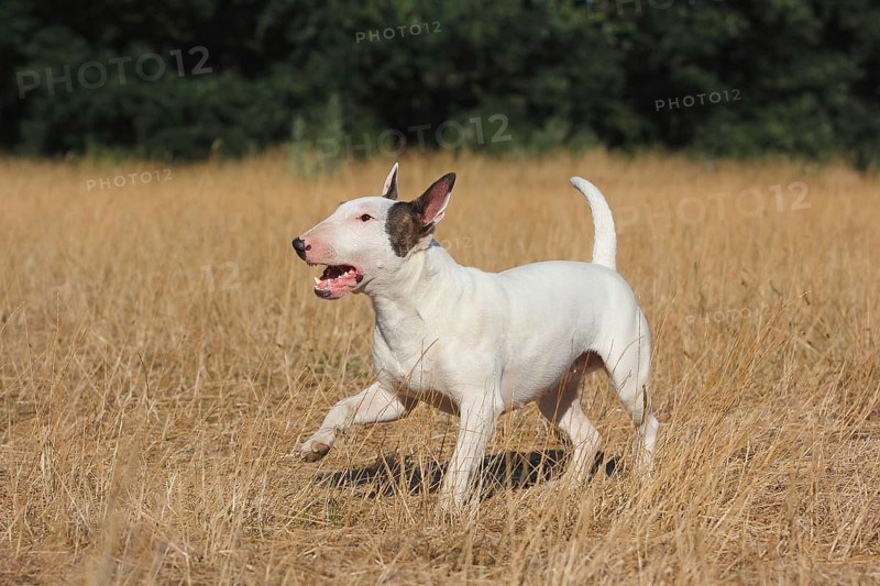 Miniature bull terrier
