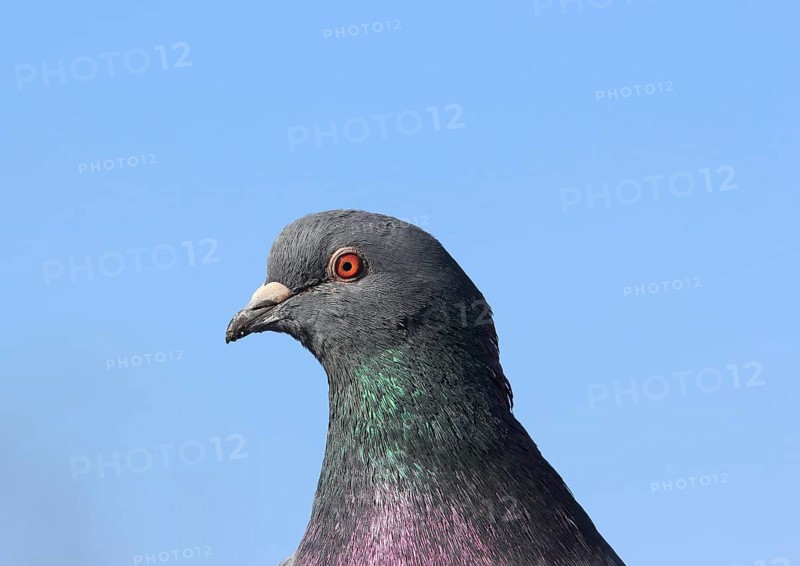 City dove (Columba livia f. domestica)