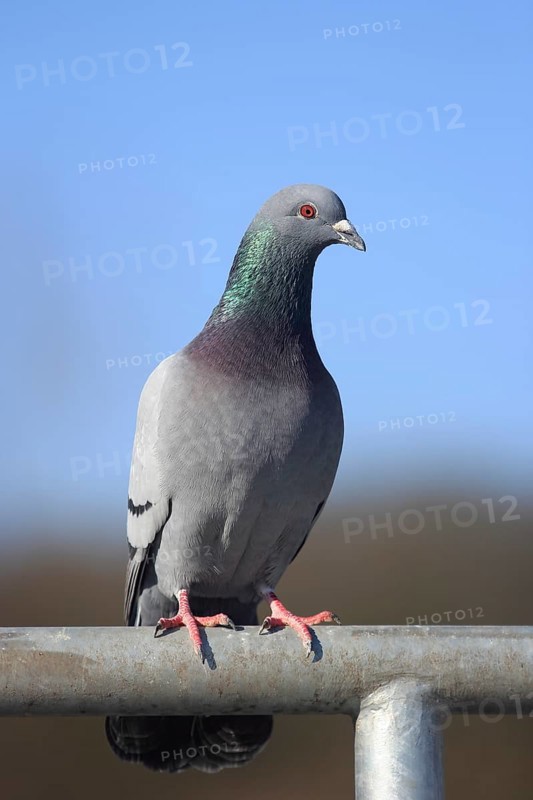 City dove (Columba livia f. domestica) sits on railing