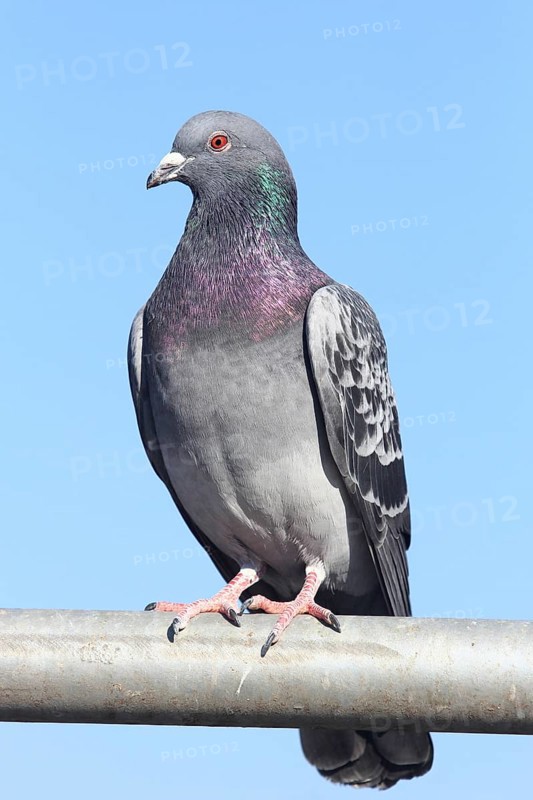 City dove (Columba livia f. domestica) sits on railing