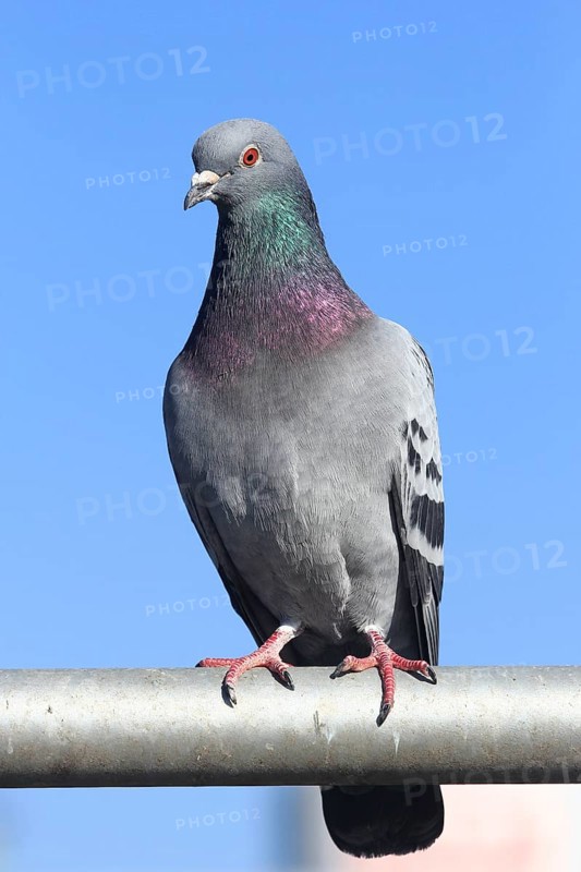 City dove (Columba livia f. domestica) sits on railing