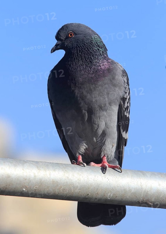 City dove (Columba livia f. domestica) sits on railing