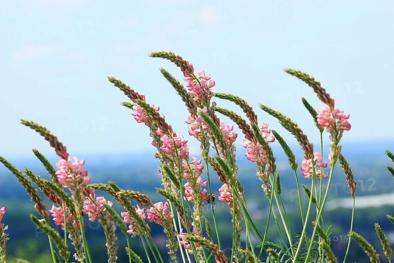 Flowering Sainfoin (Onobrychis viciifolia)