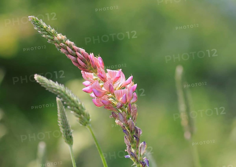 Flowering Sainfoin (Onobrychis viciifolia)