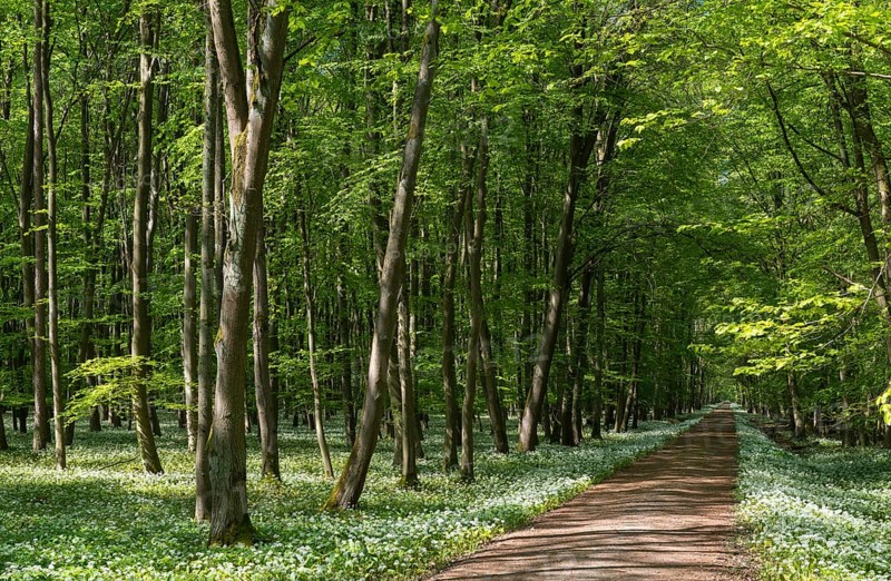 Path through deciduous forest with blooming wild garlic (Allium ursinum) in spring