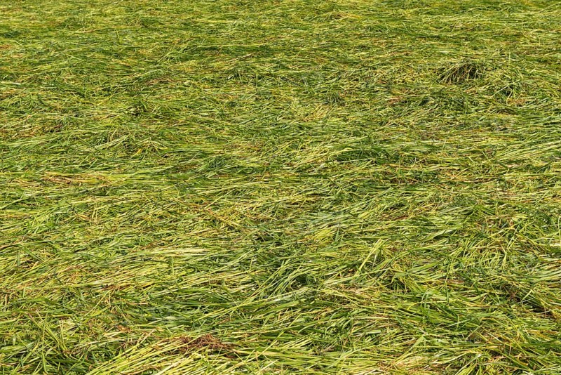 Freshly mowed fodder meadow