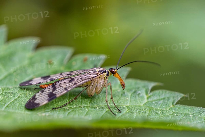 Panorpidae (Panorpa communis) on leaf
