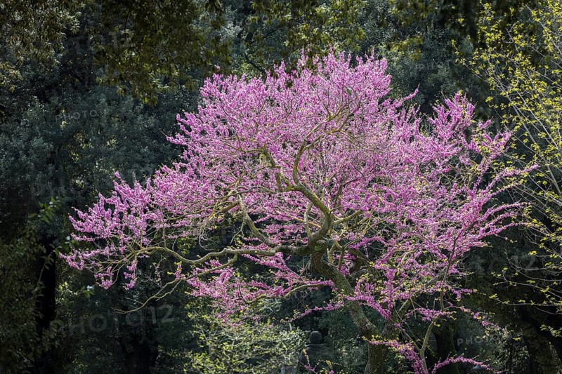 Purple Jacaranda Tree (Jacaranda) in bloom