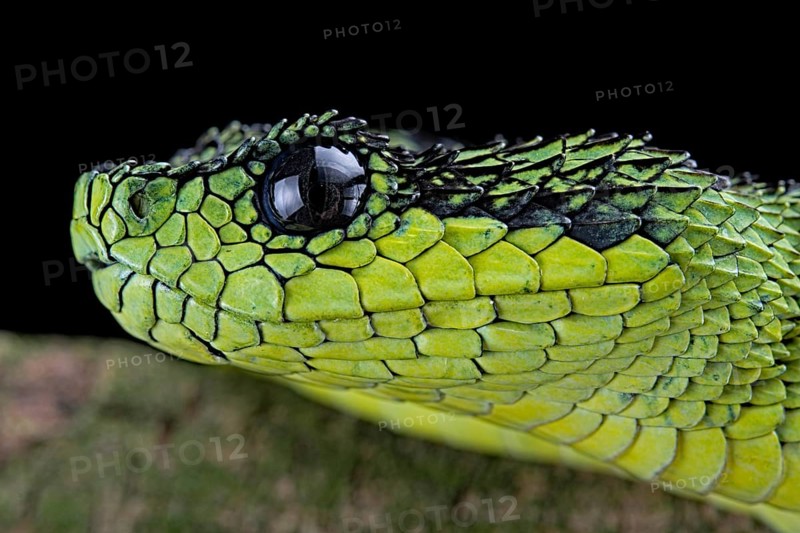 Great Lakes Bush Viper (Atheris nitschei)