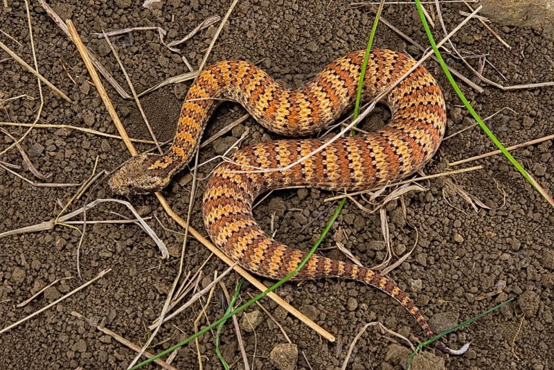 Death adder (Acanthophis antarcticus) on ground