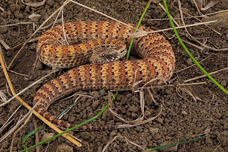 Death adder (Acanthophis antarcticus) on ground