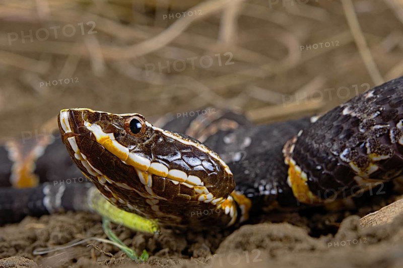 Taylor's cantil (Agkistrodon taylori)