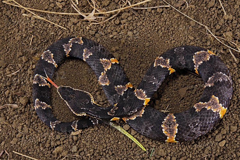 Taylor's cantil (Agkistrodon taylori)