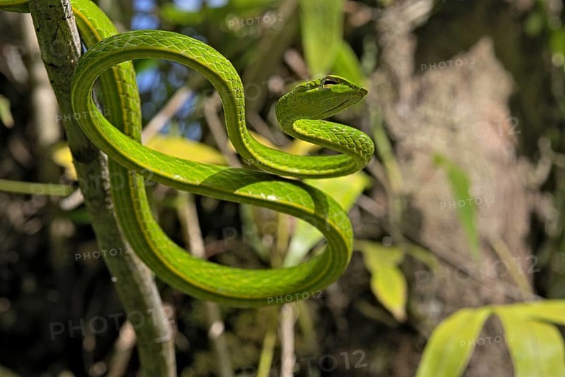 Asian Vine Snake (Ahaetulla prasina) winds itself in a tree