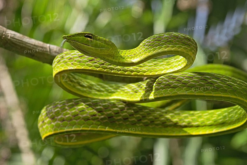 Asian Vine Snake (Ahaetulla prasina) winds itself in a tree