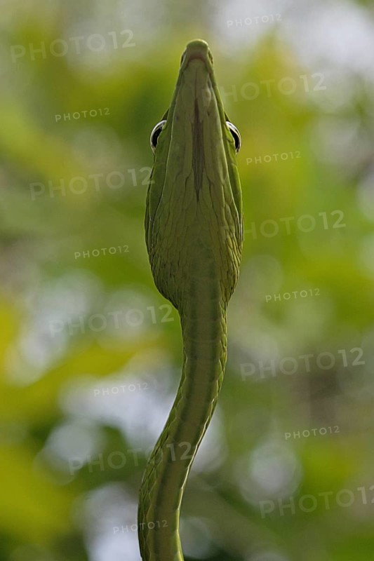 Asian Vine Snake (Ahaetulla prasina)