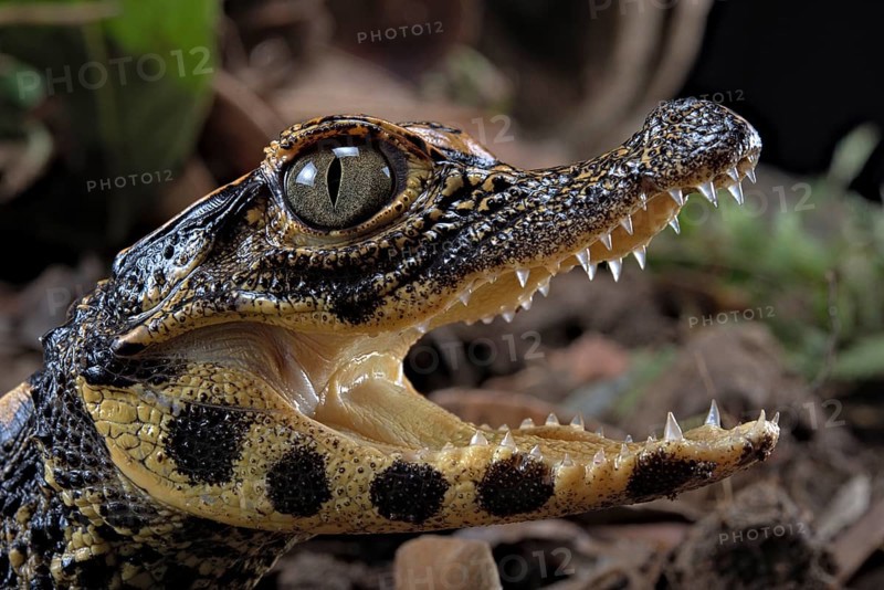 Dwarf crocodile (Osteaolaemus tetraspis)