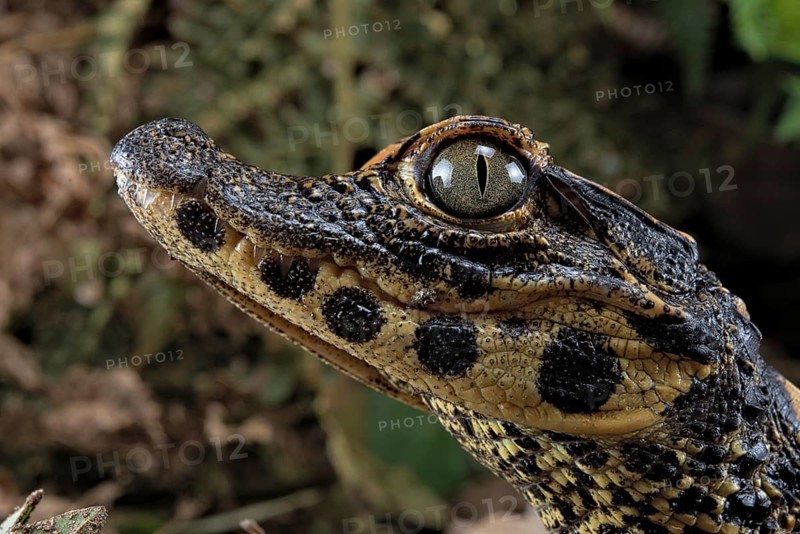 Dwarf crocodile (Osteaolaemus tetraspis)