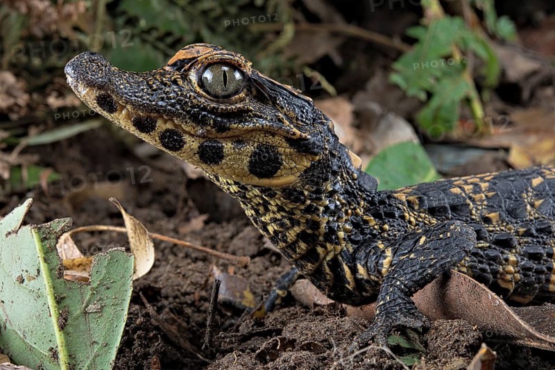 Dwarf crocodile (Osteaolaemus tetraspis)