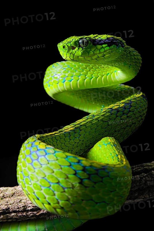Yellow-blotched palm-pitviper (Bothriechis aurifer)