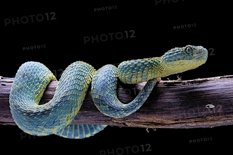 Bush viper (Atheris squamigera)